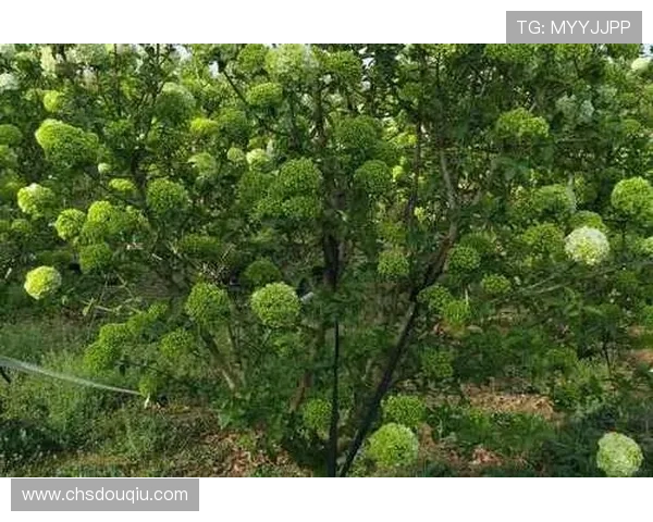 斗球直播苹果版官方下载地址，确保安全稳定的观看体验推荐